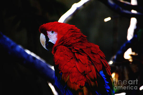  Art Print featuring the photograph Red Parrot by David Frederick