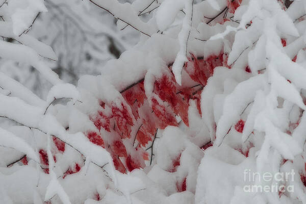 Red Art Print featuring the photograph Red peeking through the snow by Dan Friend