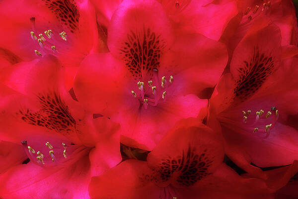 Flowers Art Print featuring the photograph Red Petals by Mike Eingle