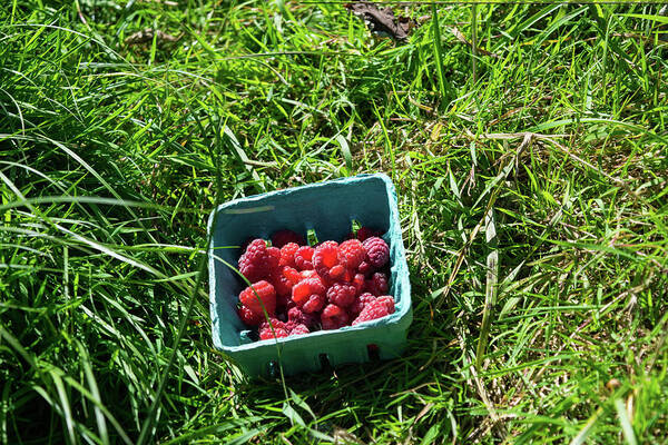 Red Raspberries And Green Grass Art Print featuring the photograph Red Raspberries and Green Grass by Tom Cochran