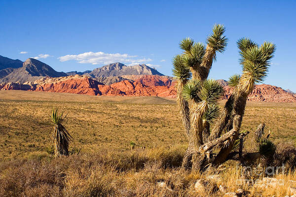 Red Rock Canyon Art Print featuring the photograph Red Rock Canyon by Tim Hightower