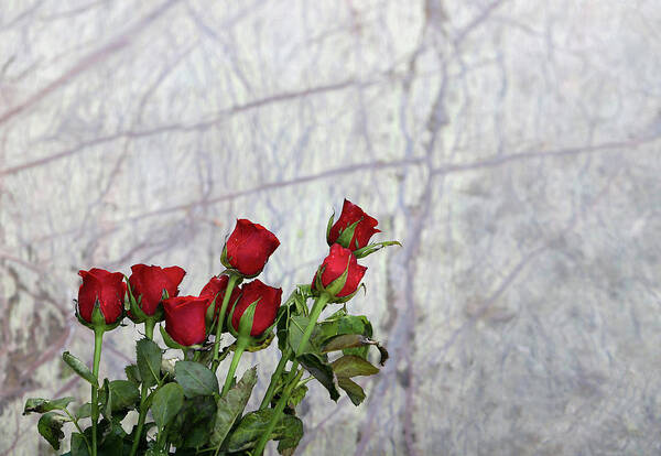 Minimal Art Print featuring the photograph Red Rose Flowers by Prakash Ghai
