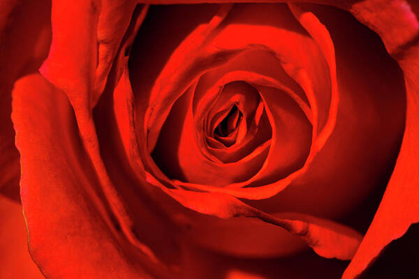 Jay Stockhaus Art Print featuring the photograph Red Rose by Jay Stockhaus