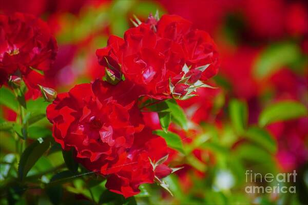 Red Art Print featuring the photograph Red Roses by Merle Grenz