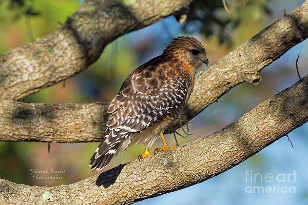 Hawk Art Print featuring the photograph Red Shoulder Port Orange by Deborah Benoit