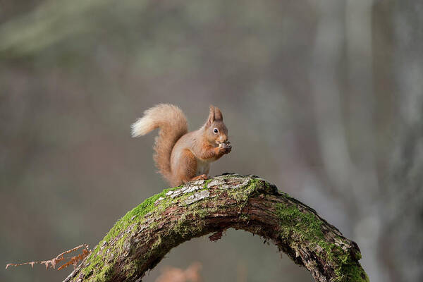 Red Art Print featuring the photograph Red Squirrel Eating A Hazelnut by Pete Walkden