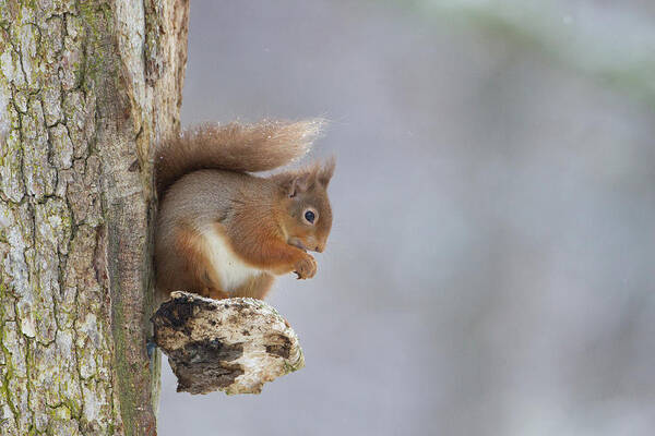 Red Art Print featuring the photograph Red Squirrel On Tree Fungus by Pete Walkden