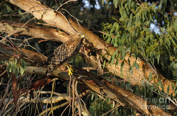 Red Tail Hawk Art Print featuring the photograph Red Tail Hawk Camouflage by Marc Bittan