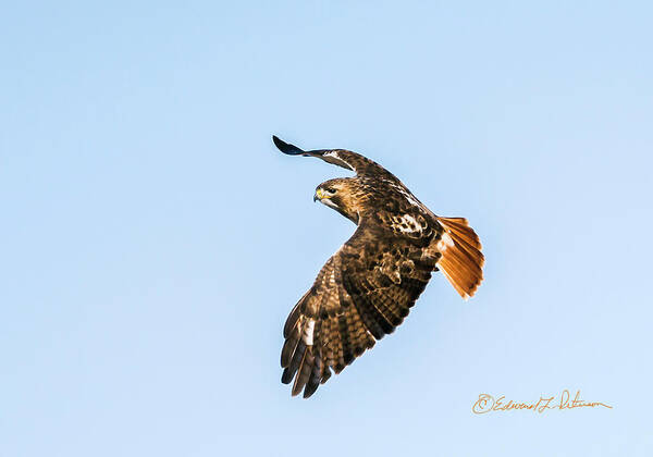 Red-tailed Hawk Art Print featuring the photograph Red-tail Hawk In Flight by Ed Peterson