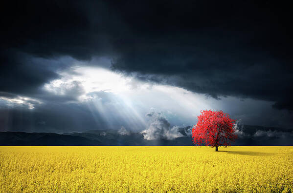 Autumn Art Print featuring the photograph Red Tree on Canola meadow by Bess Hamiti