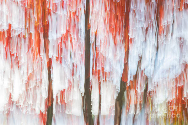 Abstract Art Print featuring the photograph Red trees on lake shore by Elena Elisseeva