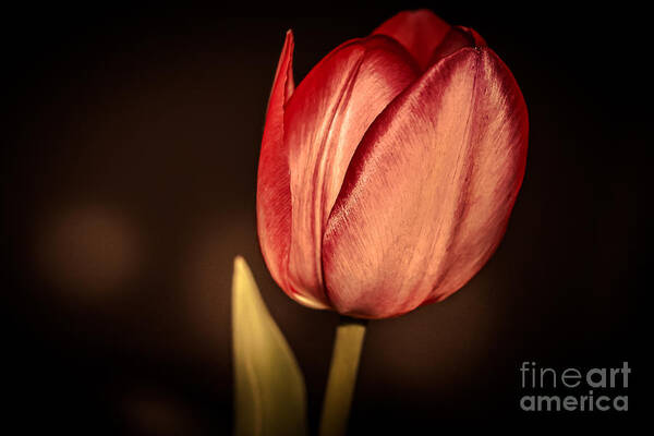 Spring Floral Art Print featuring the photograph Red tulip-close up by Claudia M Photography