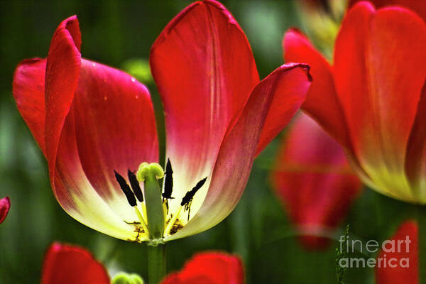 Tulip Art Print featuring the photograph Red tulips petals by Heiko Koehrer-Wagner