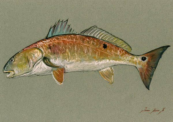 Redfish Watercolor Art Print featuring the painting Redfish watercolor painting by Juan Bosco