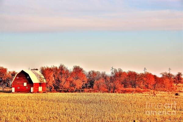 Barn Art Print featuring the photograph Reds and Oranges by Merle Grenz