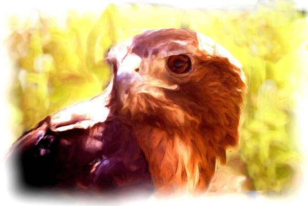 Photograph Art Print featuring the photograph Redtailed Hawk1 by Ellen Lerner ODonnell