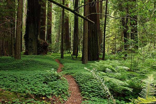 Redwood Art Print featuring the photograph Redwood Forest Path by Melany Sarafis