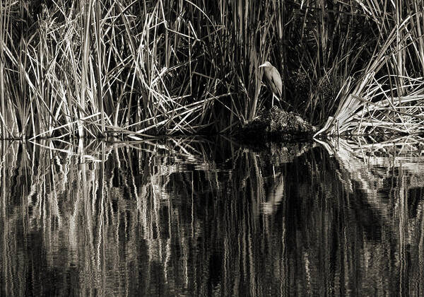 Little Blue Heron Art Print featuring the photograph Reeds and Heron by Steven Sparks