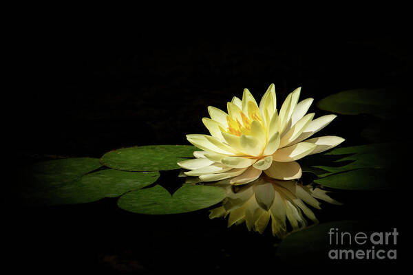 Flower Art Print featuring the photograph Reflected in the Pond by Sabrina L Ryan