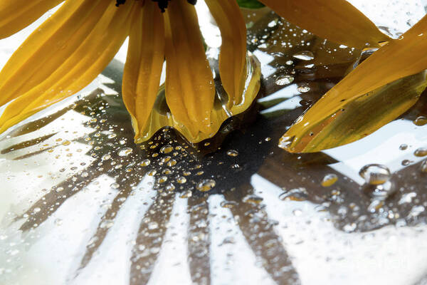 Ohio Flower Art Print featuring the photograph Reflected yellow petals by Michelle Cyr