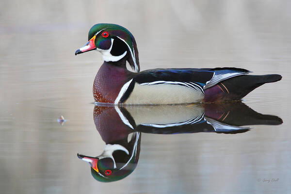 Nature Art Print featuring the photograph Reflecting by Gerry Sibell