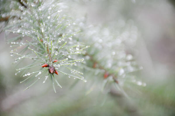 Christmas Art Print featuring the photograph Reminds me of Christmas by Kathy Paynter