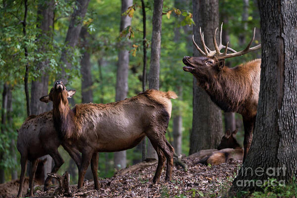 Elk Art Print featuring the photograph Responding to the call by Andrea Silies
