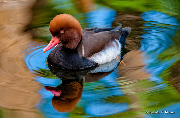 Bird Art Print featuring the photograph Resting In Pool Of Colors by Christopher Holmes