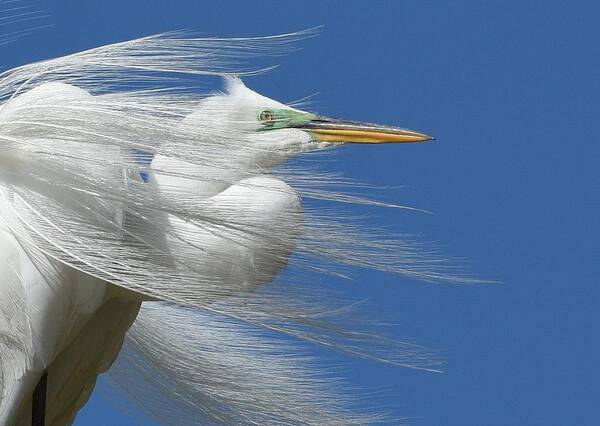 Great Egret Art Print featuring the photograph Restless Wind 3 by Fraida Gutovich