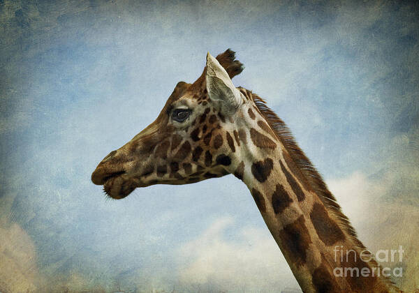 Giraffe Art Print featuring the photograph Reticulated Giraffe Head by Liz Leyden