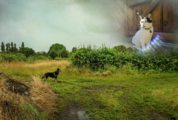 Clouds Art Print featuring the photograph Rex Discovers Saint Peter is a Cat by Mary Lee Dereske