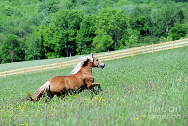 Rosemary Farm Sanctuary Art Print featuring the photograph Ava by Carien Schippers