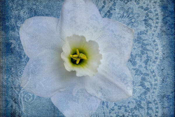 White Daffodil Flower Art Print featuring the photograph Sapphire Lace by Marina Kojukhova