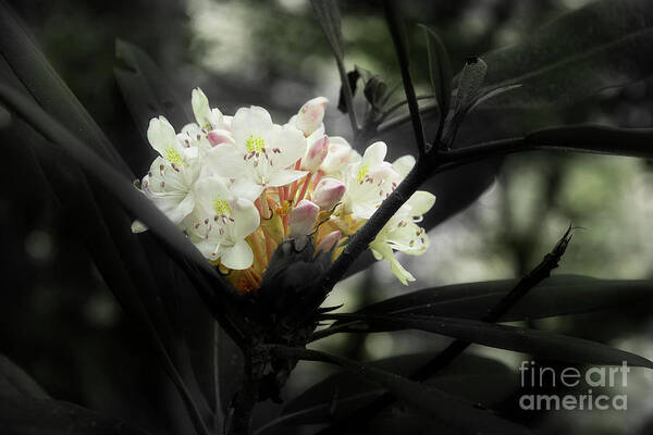 Blooming Rhododendron Art Print featuring the photograph Rhododendron Blooms by Mike Eingle