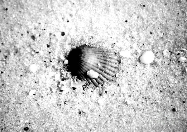 Shell Art Print featuring the photograph Ribbed Sea Shell Macro Buried in Fine Wet Sand Black and White Digital Art by Shawn O'Brien