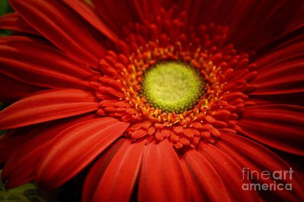 Flower Art Print featuring the photograph Rich Reds by Deena Withycombe