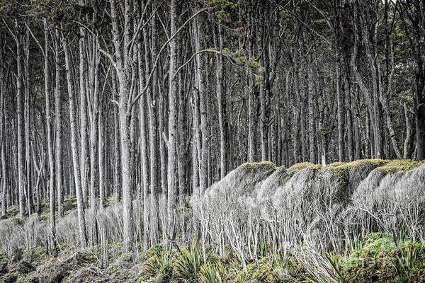 New Zealand Art Print featuring the photograph Rimu Trees by Paul Woodford