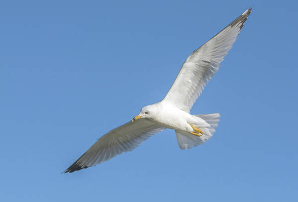 Ring-billed; Seagull Art Print featuring the photograph Ring-billed Gull 9673-02231-1cr by Tam Ryan