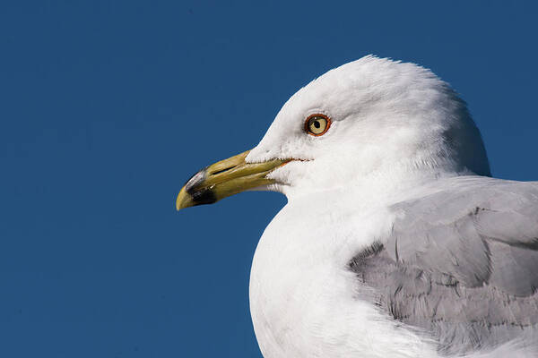 Jaques Marquette Art Print featuring the photograph Ring-billed Gull Portrait by Onyonet Photo Studios