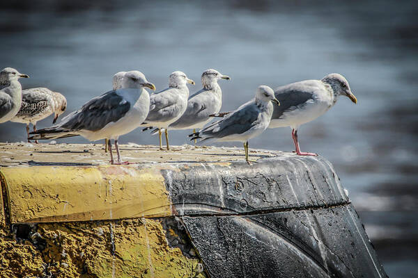 Ring Billed Gulls Art Print featuring the photograph Ring Billed Gulls by Ray Congrove
