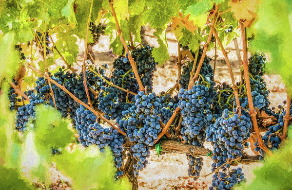 California Art Print featuring the photograph Ripe Grapes on Vine by David Letts