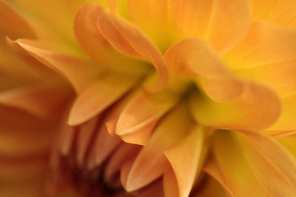 Dahlia Art Print featuring the photograph Ripples Of Gold by Connie Handscomb