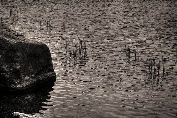 Maine Art Print featuring the photograph Ripples Reeds and a Rock by Roger Passman