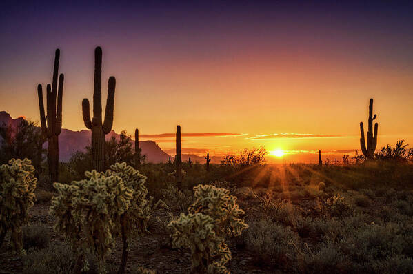 Saguaro Sunrise Art Print featuring the photograph Rise and Shine Arizona by Saija Lehtonen