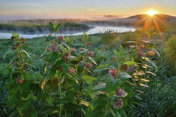 Glacial Park Art Print featuring the photograph Rising Sun Backlights Milkweed along Nippersink Creek in Glacial Park by Ray Mathis