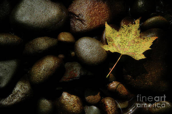 River Rock Art Print featuring the photograph River Bottom by Michael Eingle