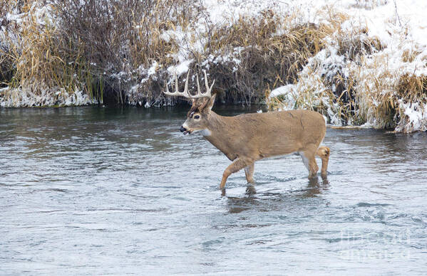 Whitetail Art Print featuring the photograph River Crossing by Douglas Kikendall