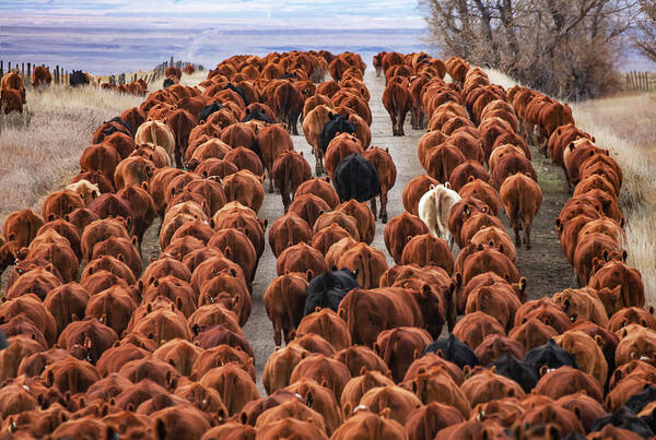 Red Angus Art Print featuring the photograph River of Reds by Todd Klassy