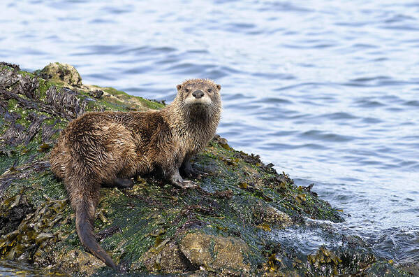 Gulf Islands Art Print featuring the photograph River Otter by Kevin Oke