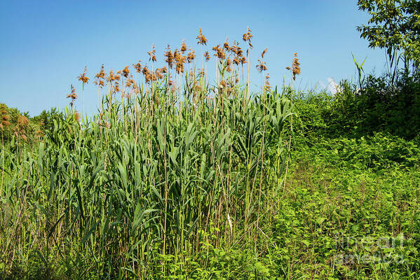 Danube River Art Print featuring the photograph River Reeds by Bob Phillips